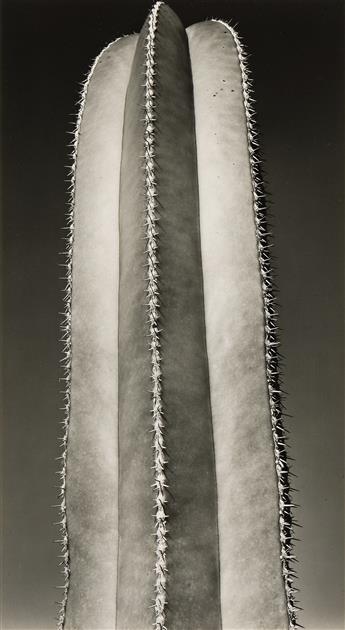 BRETT WESTON (1911-1993) Cactus. 1933.                                                                                                           